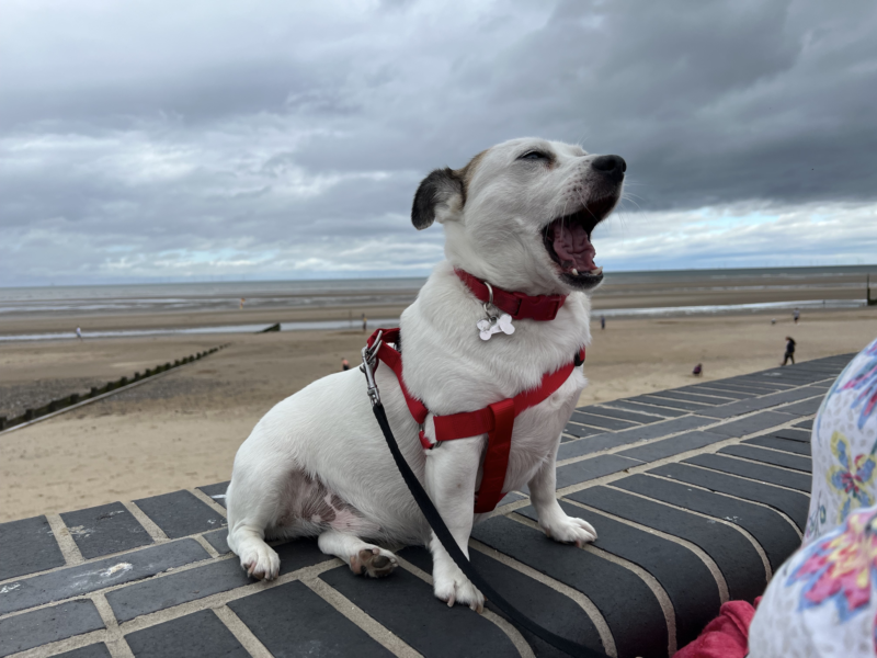 A small white dog, with a red collar and matching harness, sat on a brick wall in front of a beach, taken while the dog is mid yawn. 